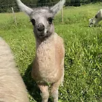Alpaca Moekki - Laamatila 샬레 *