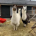 샬레 Alpaca Moekki - Laamatila *