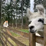 Alpaca Moekki - Laamatila