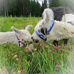 Alpaca Moekki - Laamatila 샬레 *