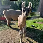 Alpaca Moekki - Laamatila 샬레 *
