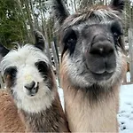 Alpaca Moekki - Laamatila *
