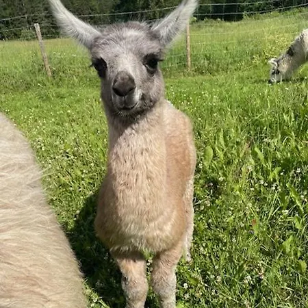 Alpaca Moekki - Laamatila Chalet *