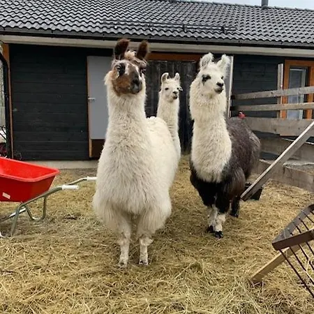 Domek alpejski Alpaca Moekki - Laamatila *