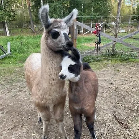Alpaca Moekki - Laamatila Nokia