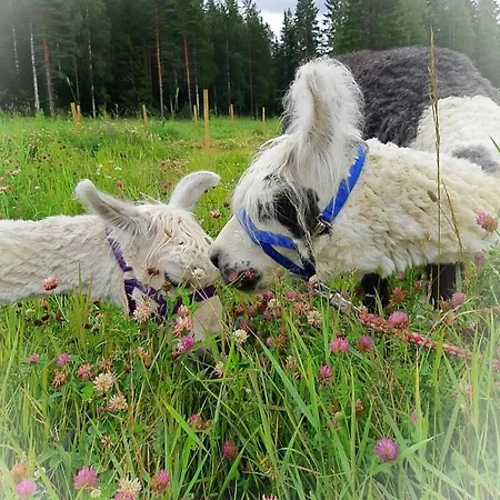 Alpaca Moekki - Laamatila Шале *