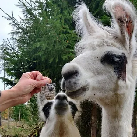 Chalet Alpaca Moekki - Laamatila