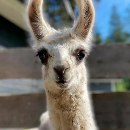 Alpaca Moekki - Laamatila Chalet Nokia