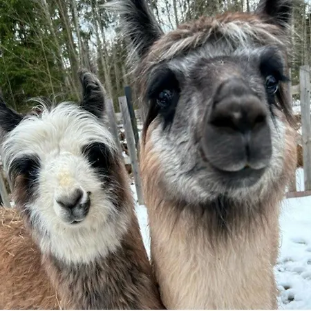 Alpaca Moekki - Laamatila *